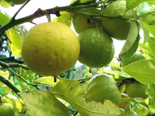 Bergamot-jefirnoe-maslo-svojstva