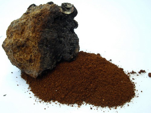 chaga